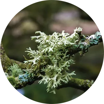Oakmoss Absolute - Living Libations