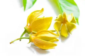 Ylang Ylang Dark Essential Oil